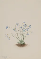 Quakerladies Houstonia caerulea, 1917