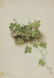 Rote Taube (Rubus pedatus)