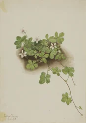 Rote Tautropfen Rubus pedatus, 1918