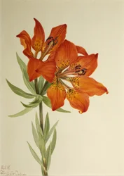 Rote Lilie (Lilium montanum)