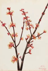 Roter Ahorn Acer rubrum