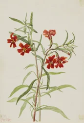 Rote Affenblume (Diplaucus puniceus)
