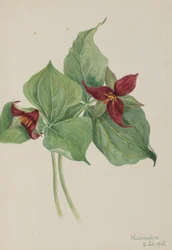 Rotes Trillium (Trillium erectum)