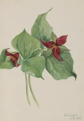 Rotes Trillium Trillium erectum, 1918