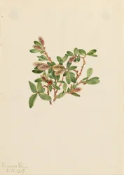 Felsen-Weide (Salix petrophila)