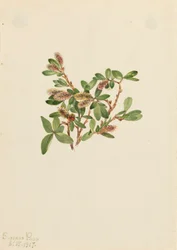 Felsen-Weide Salix petrophila, 1917