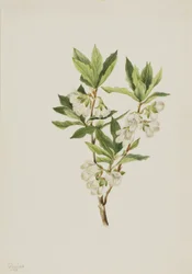 Rocky Mountain Rhododendron Rhododendron albiflorum, 1901