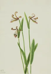 Knospen-Orchidee Pogonia divaricata, 1926