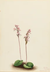 Rundblättrige Orchis