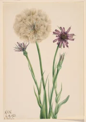 Haferwurzel (Tragopogon porrifolius)