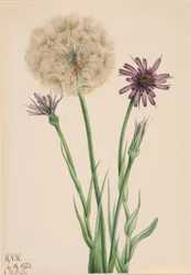 Haferwurzel Tragopogon porrifolius, 1921