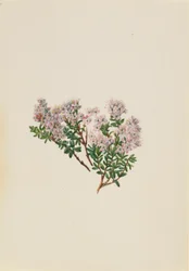 Sandmyrte (Leiophyllum lyoni)