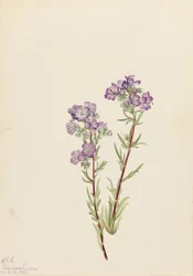 Sand-Phacelia (Phacelia linearis)