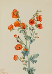 Scharlachroter Kugelmalve Sphaeralcea grossulariaefolia, 1927