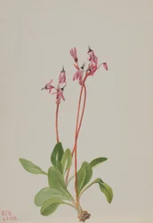 Schießender Stern Dodecatheon hendersonii, 1936