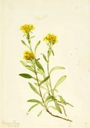 Damensattel Goldrute
