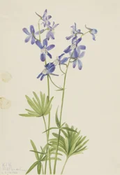 Schlanker Rittersporn (Delphinium depauperatum)