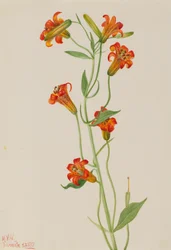 Kleine Tigerlilie Lilium parvum, 1933