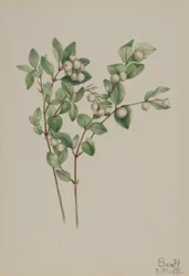 Schneebeere (Symphoricarpos albus)