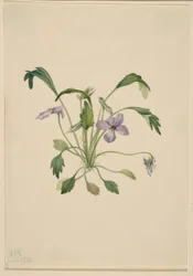 Südliches Vogel-Fuß-Veilchen (Viola digitata)
