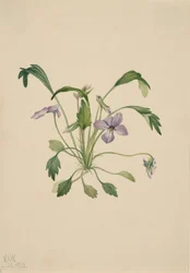 Südliches Vogel-Fuß-Veilchen Viola digitata, 1922