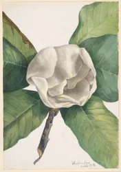 Südliche Magnolie (Magnolia grandiflora)