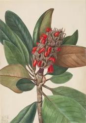 Südliche Magnolie Magnolia grandiflora, 1923