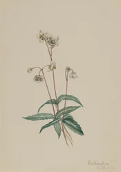 Gefleckte Pipsissewa Chimaphila maculata