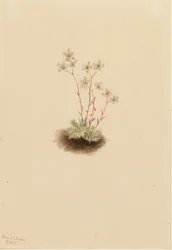 Gefleckte Steinbrech (Saxifraga bronchialis)