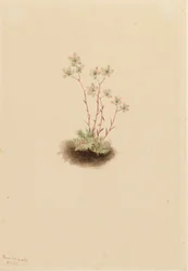 Gefleckte Steinbrech Saxifraga bronchialis, 1903