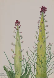 Squaw-Kohl Caulanthus inflatus, 1935