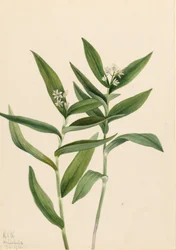 Stern-Solomonfeder Vagnera stellata, 1921