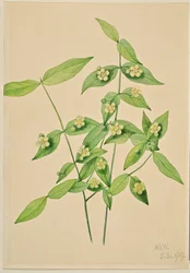 Erdbeerstrauch (Euonymus americanus)
