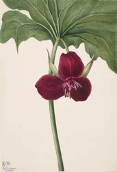 Süßes Trillium Trillium vasyi, 1934