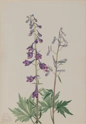 Hoher Rittersporn (Delphinium elongatum)