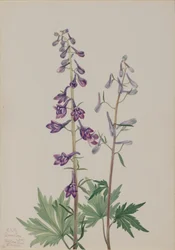 Hoher Rittersporn, 1920
