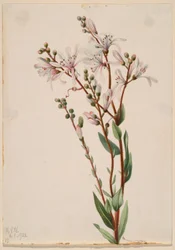 Tarflower (Befaria racemosa)