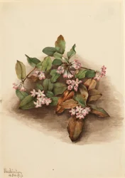 Kriechende Arbutus (Epigaea repens)
