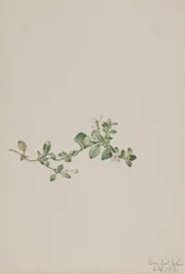 Kriechendes Houstonia (Houstonia procumbens)