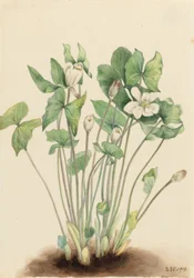 Zwillingsblatt (Jeffersonia diphylla)