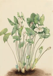 Zwillingsblatt Jeffersonia diphylla, 1919
