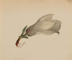 Ohne Titel - Blumenstudie