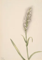 Ohne Titel - Pflanzenstudie, 1904