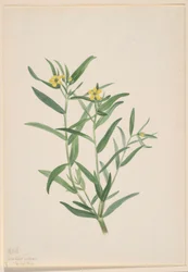 Ohne Titel (Blumenstudie)
