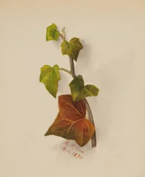 Ohne Titel (Efeu)