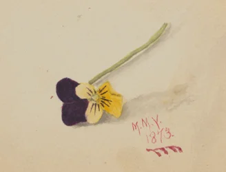 Ohne Titel (Stiefmütterchen)