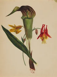 Ohne Titel Jack in the Pulpit, 1876