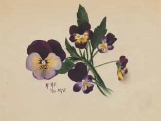 Ohne Titel (Stiefmütterchen)