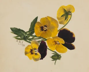 Ohne Titel Stiefmütterchen, 1876