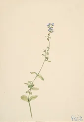 Veronica serpyllifolia, 1911